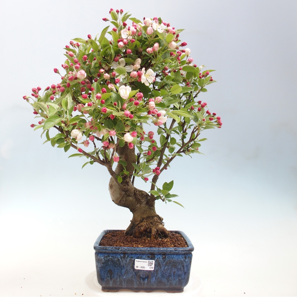 Kültéri bonsai -Malus halliana - Kis gyümölcsű almafa