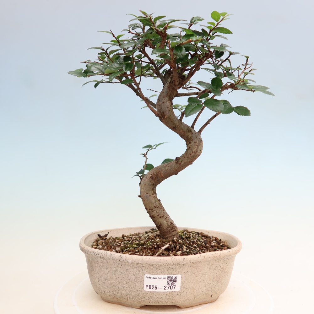 Szobai bonsai - Ulmus parvifolia - Kislevelű szilfa