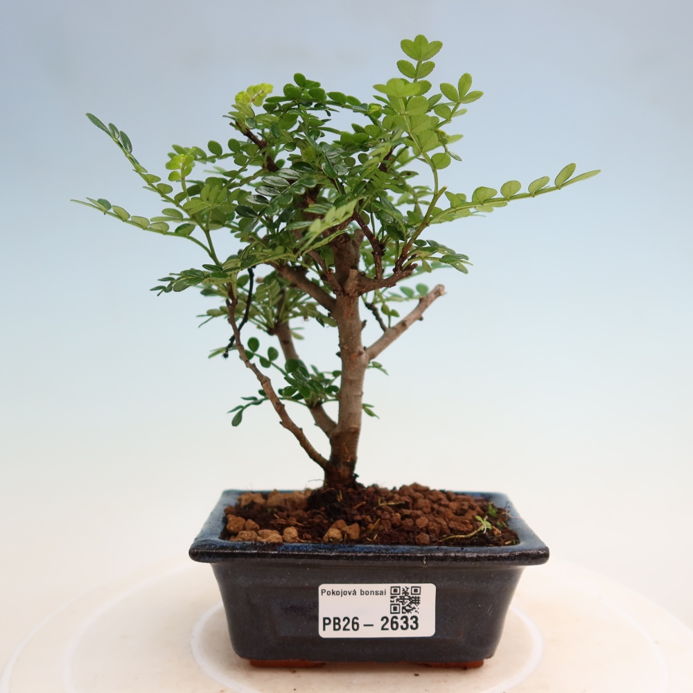 Szobai bonsai - Zantoxylum piperitum - borsfa