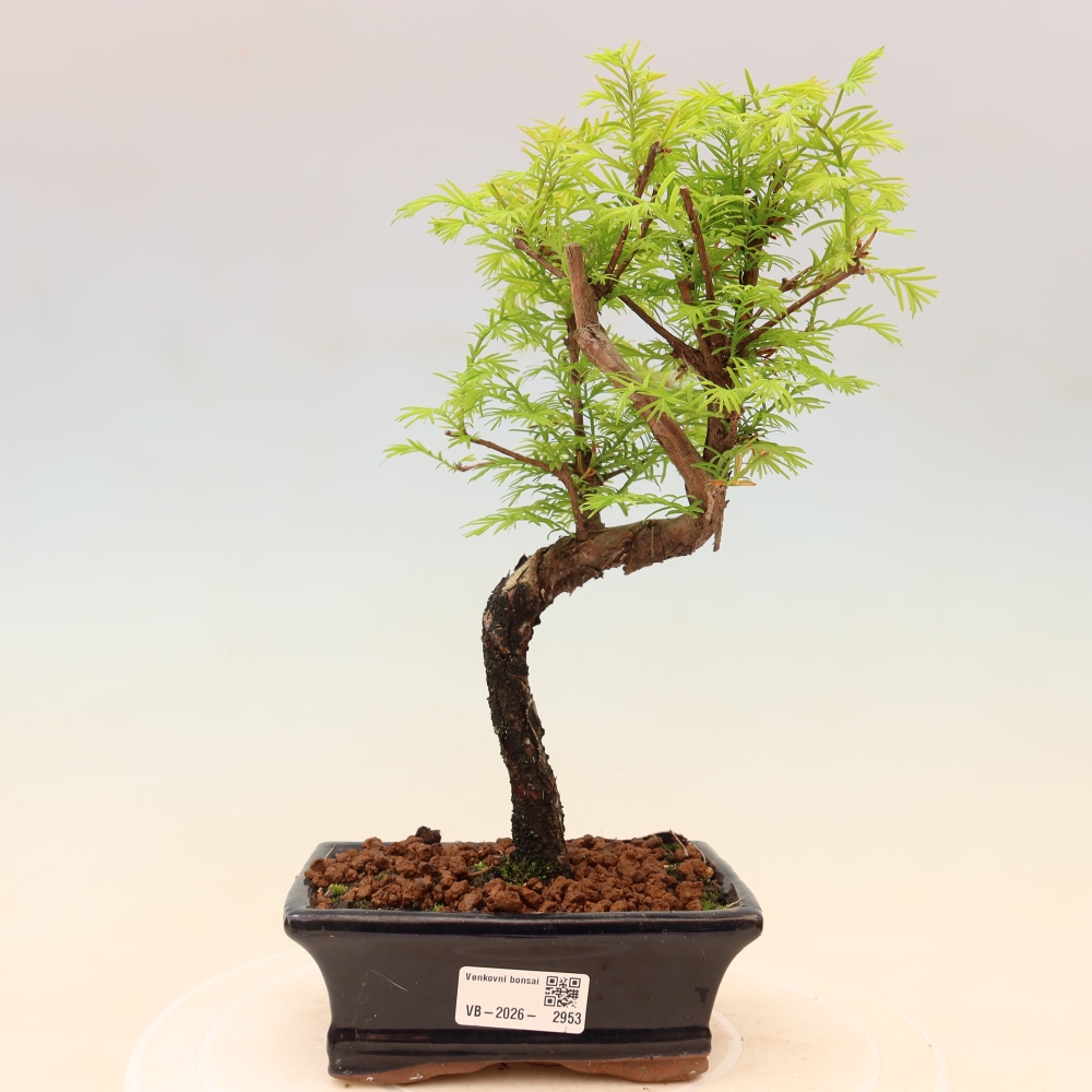 Kültéri bonsai - Metasequoia glyptostroboides - Kínai metasequoia