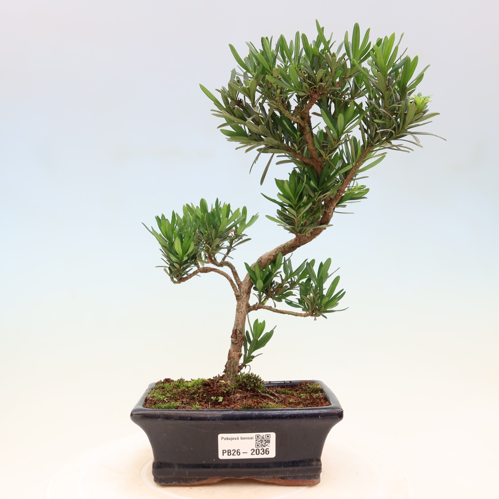 Szobai bonsai - Podocarpus - Kőtiszafa