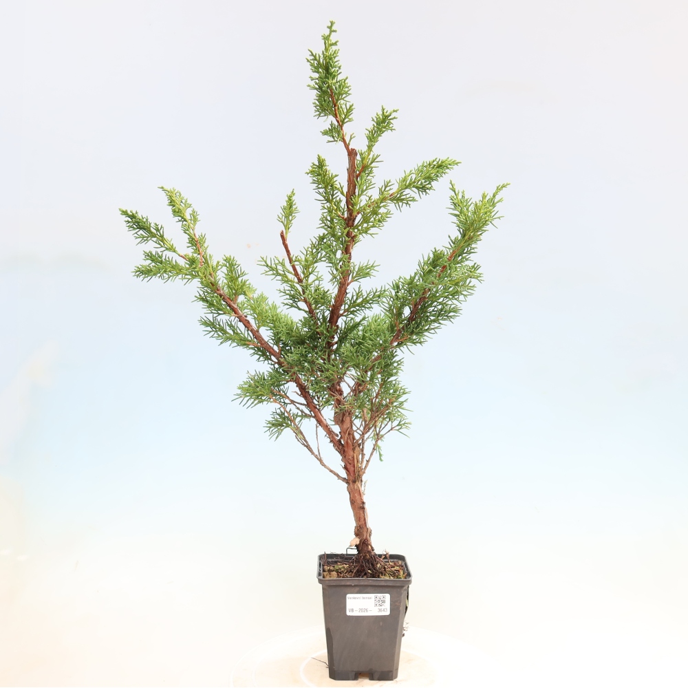 Kültéri bonsai - Juniperus chinensis Kishu