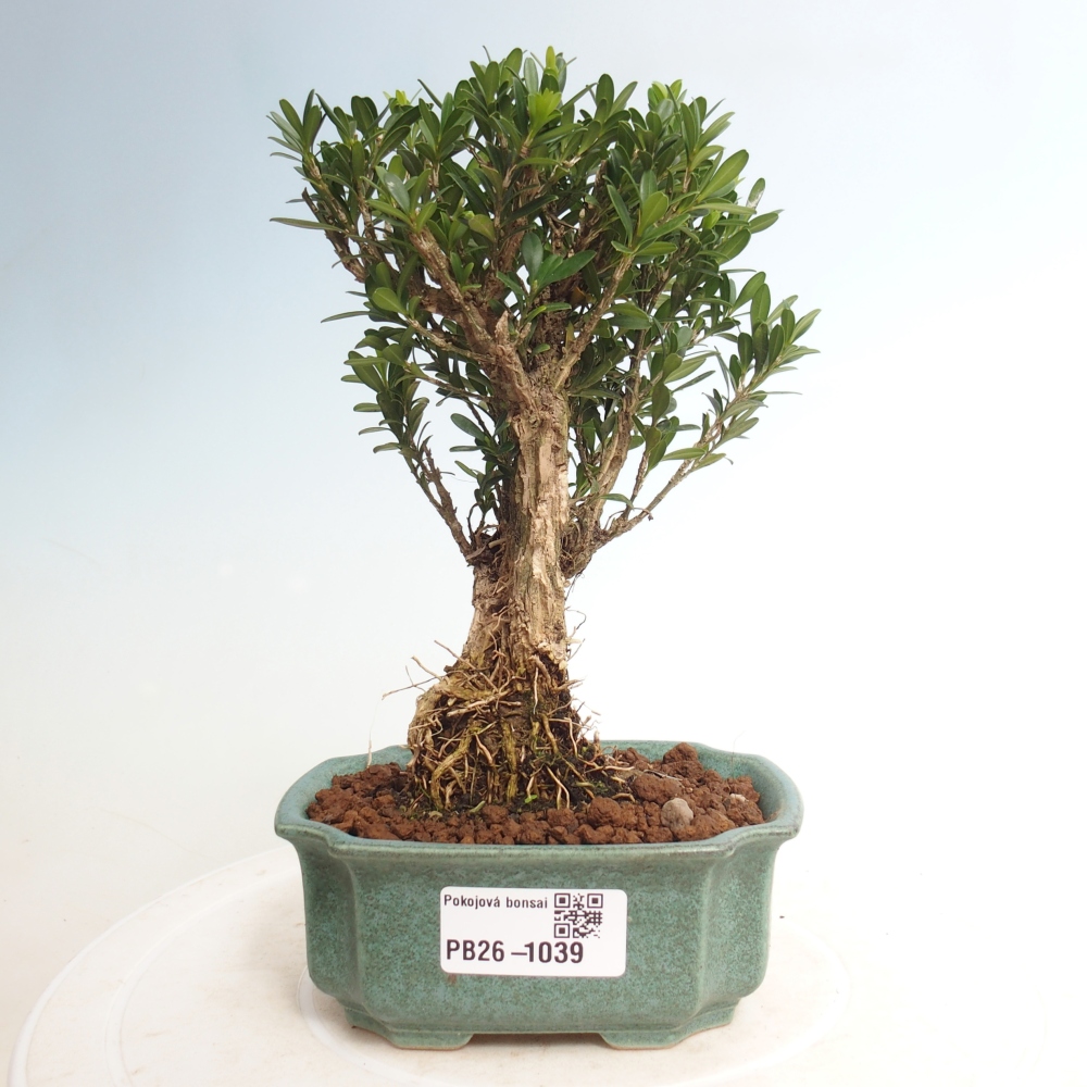 Szobai bonsai - Buxus harlandii - parafa buxus