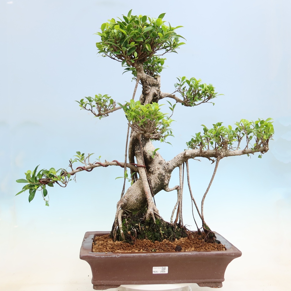 Szobai bonsai - Ficus kimmen - kislevelű fikusz