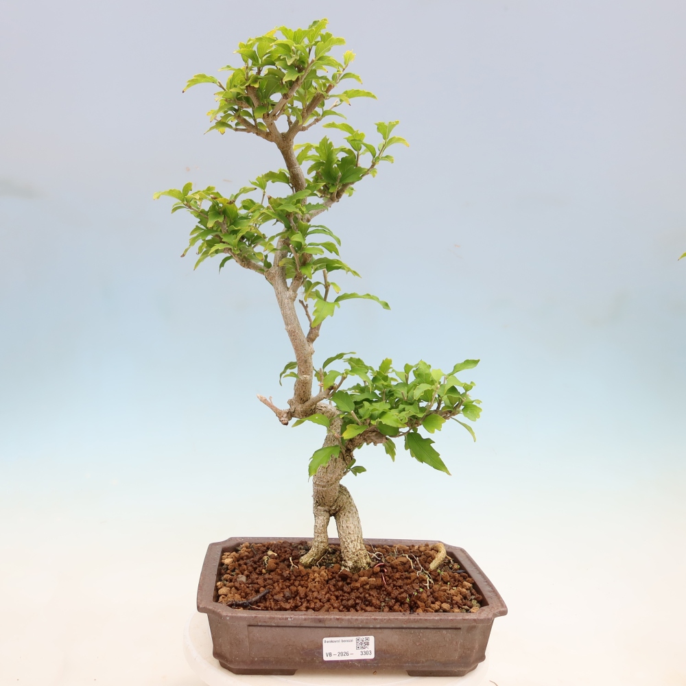 Kültéri bonsai – Hibiscus syriacus – szíriai ibiskusz