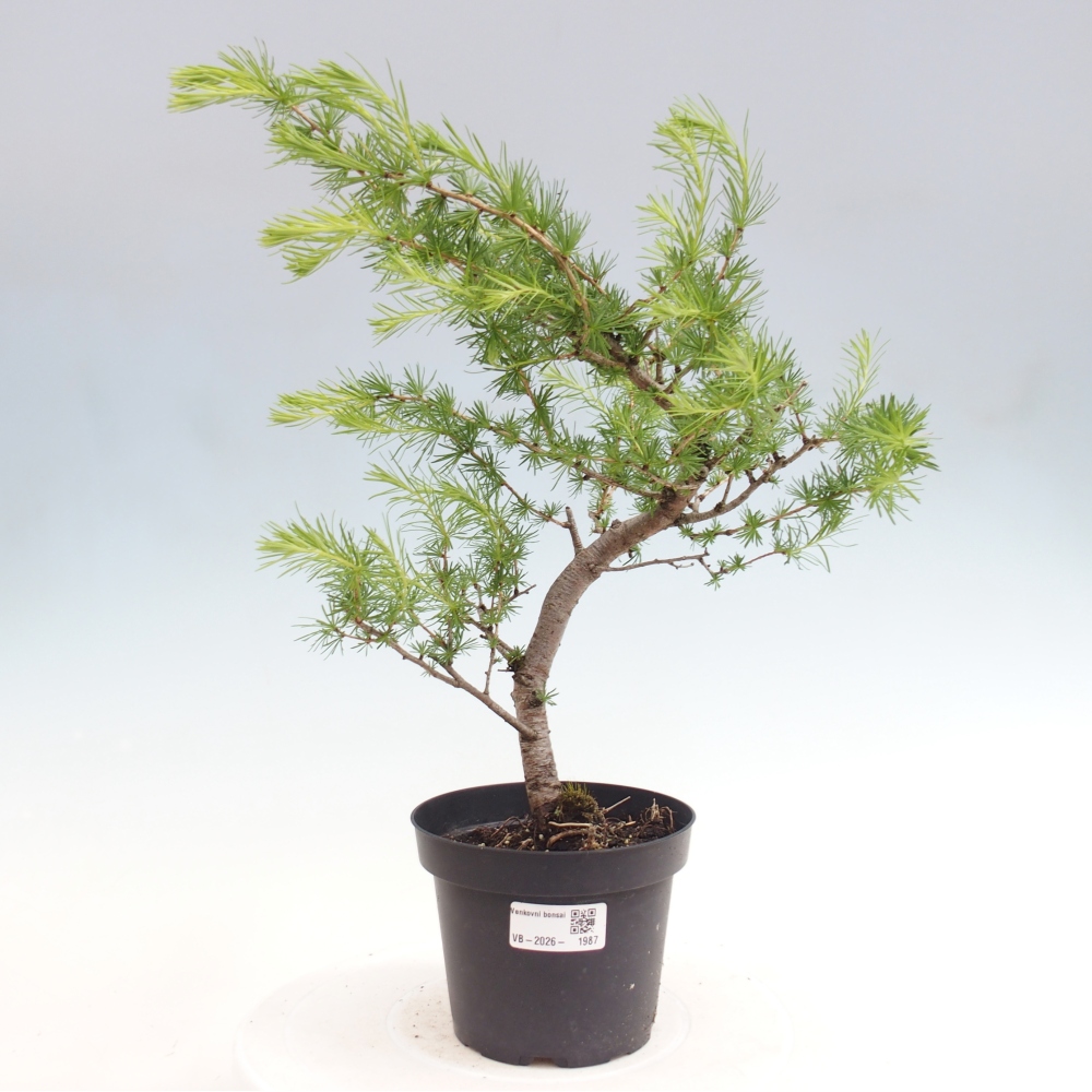 Kültéri bonsai - Larix decidua - vörösfenyő