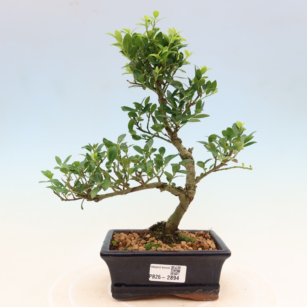 Szobai bonsai - Ilex crenata - Holly