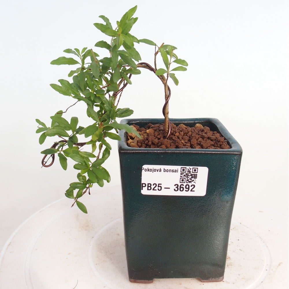 Szobai bonsai-PUNICA granatum nana-gránátalma