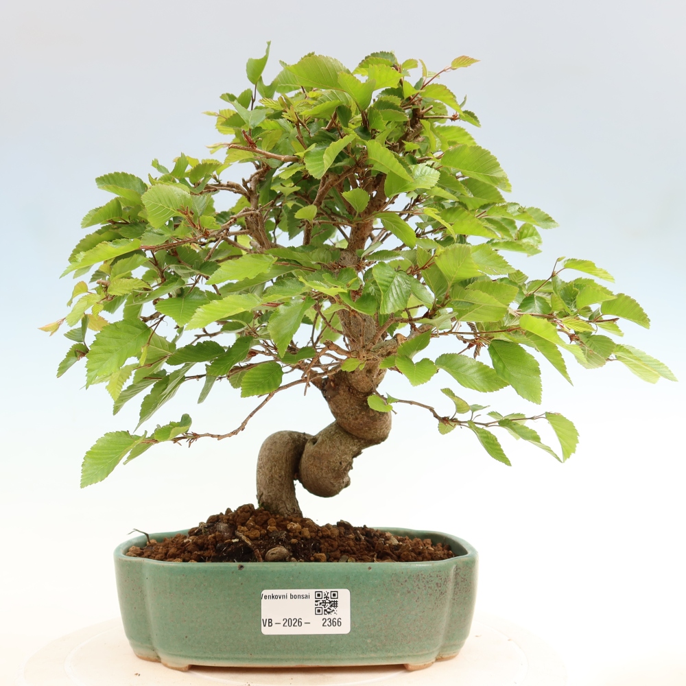 Kültéri bonsai -Carpinus Coreana - Koreai gyertyánfa