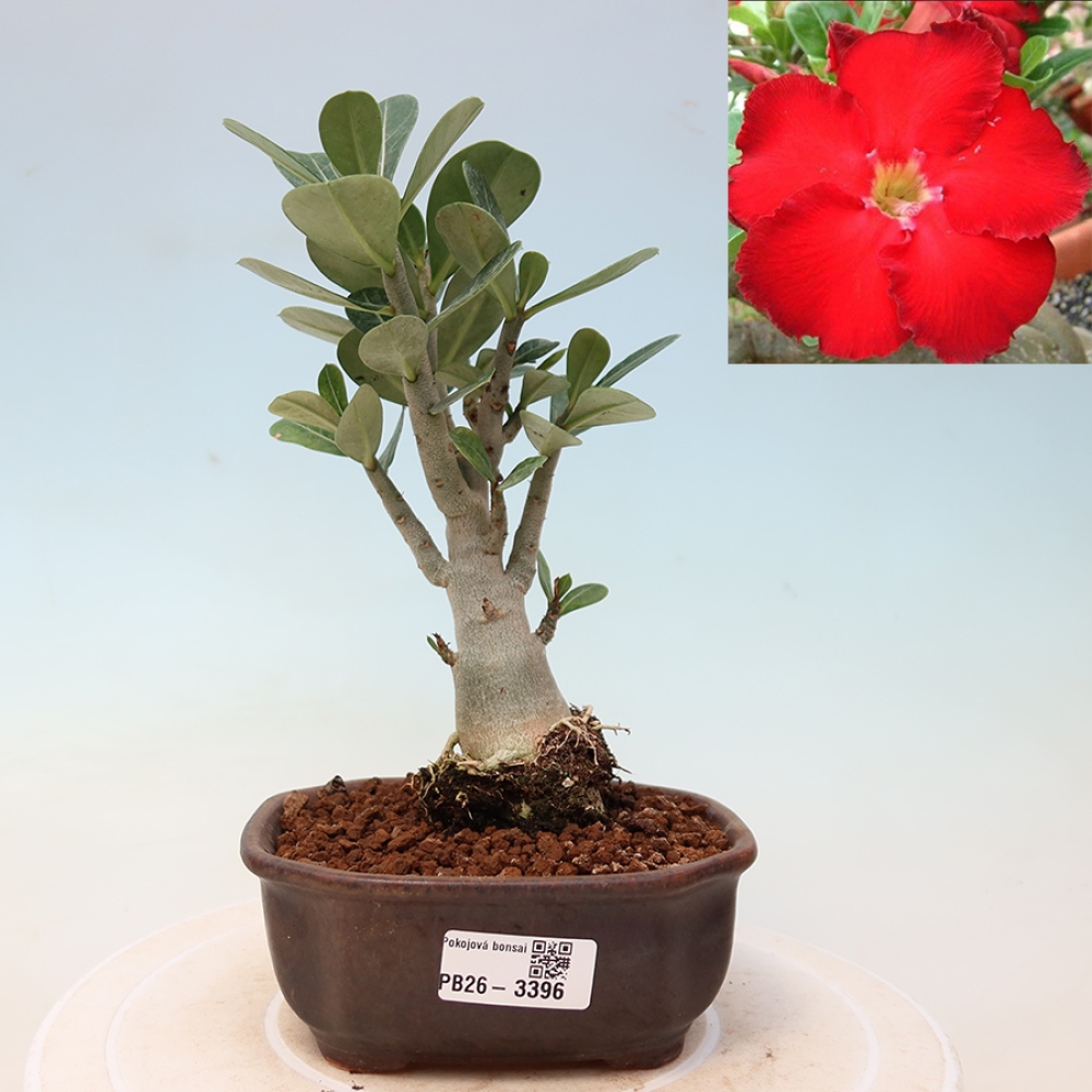Szobabonsai – Adenium obesum Red Star – Sivatagi rózsa