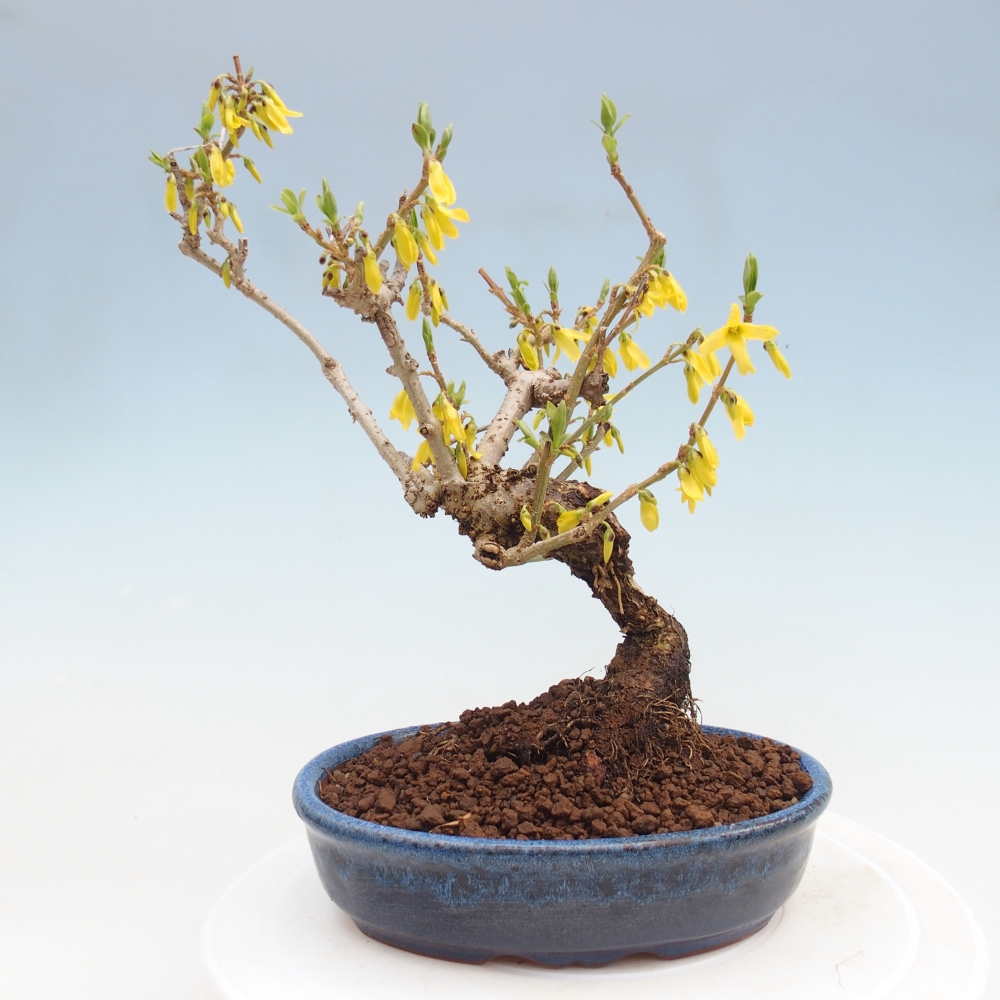 Kültéri bonsai - Zlatice - Forsythia koreana