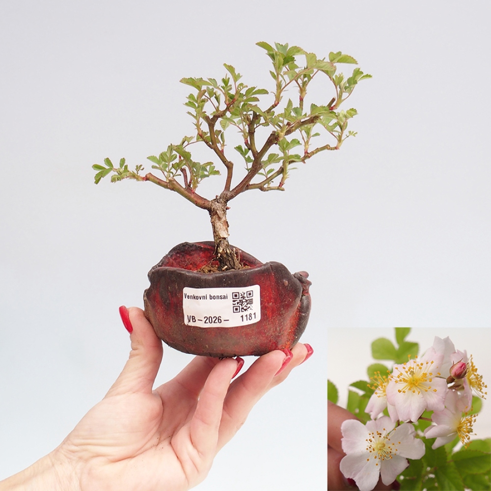 Kültéri bonsai - Rosa sp. - kisvirágú rózsa