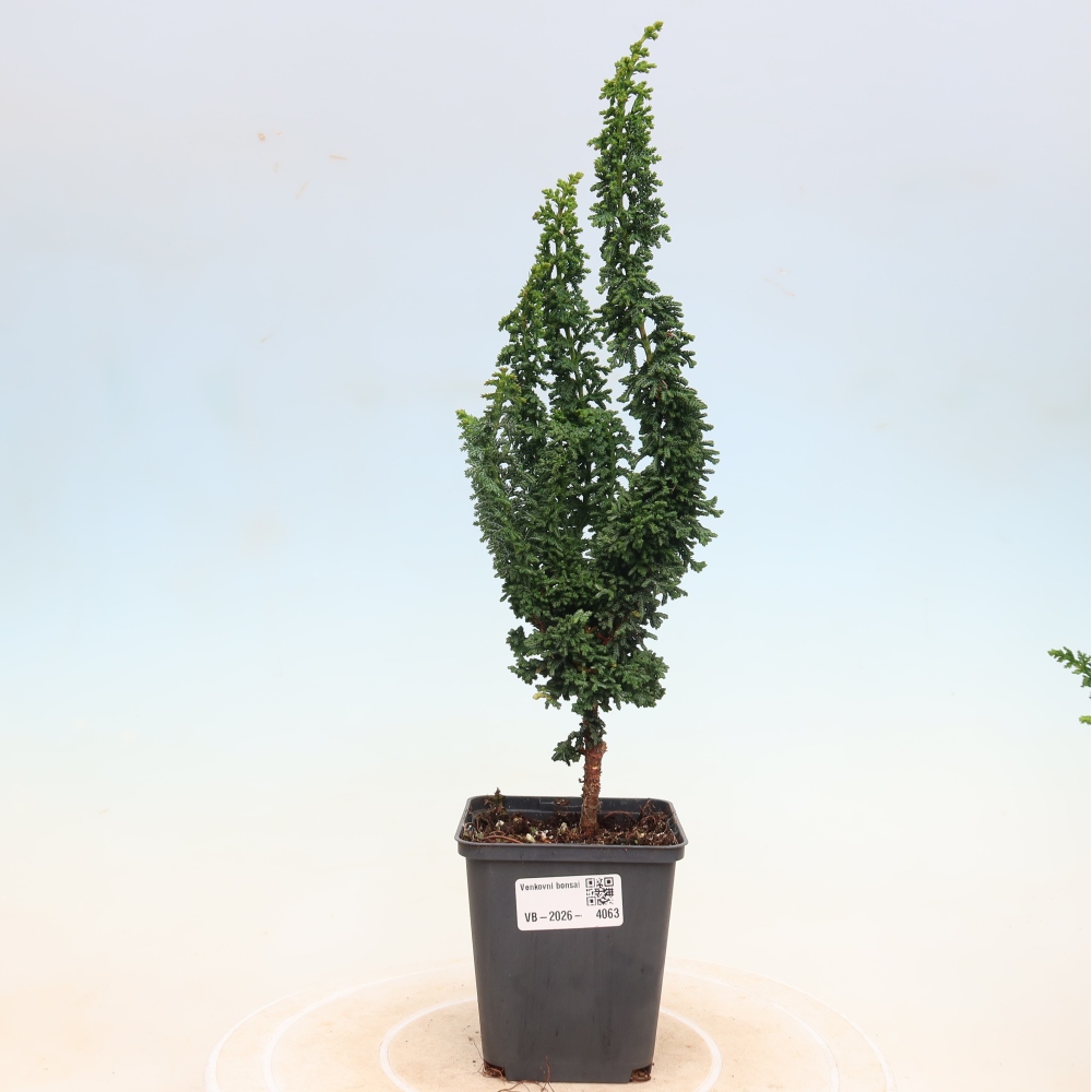 Kültéri bonsai - Cham. obtusa SEKKA HINOKI - Cifra ciprus