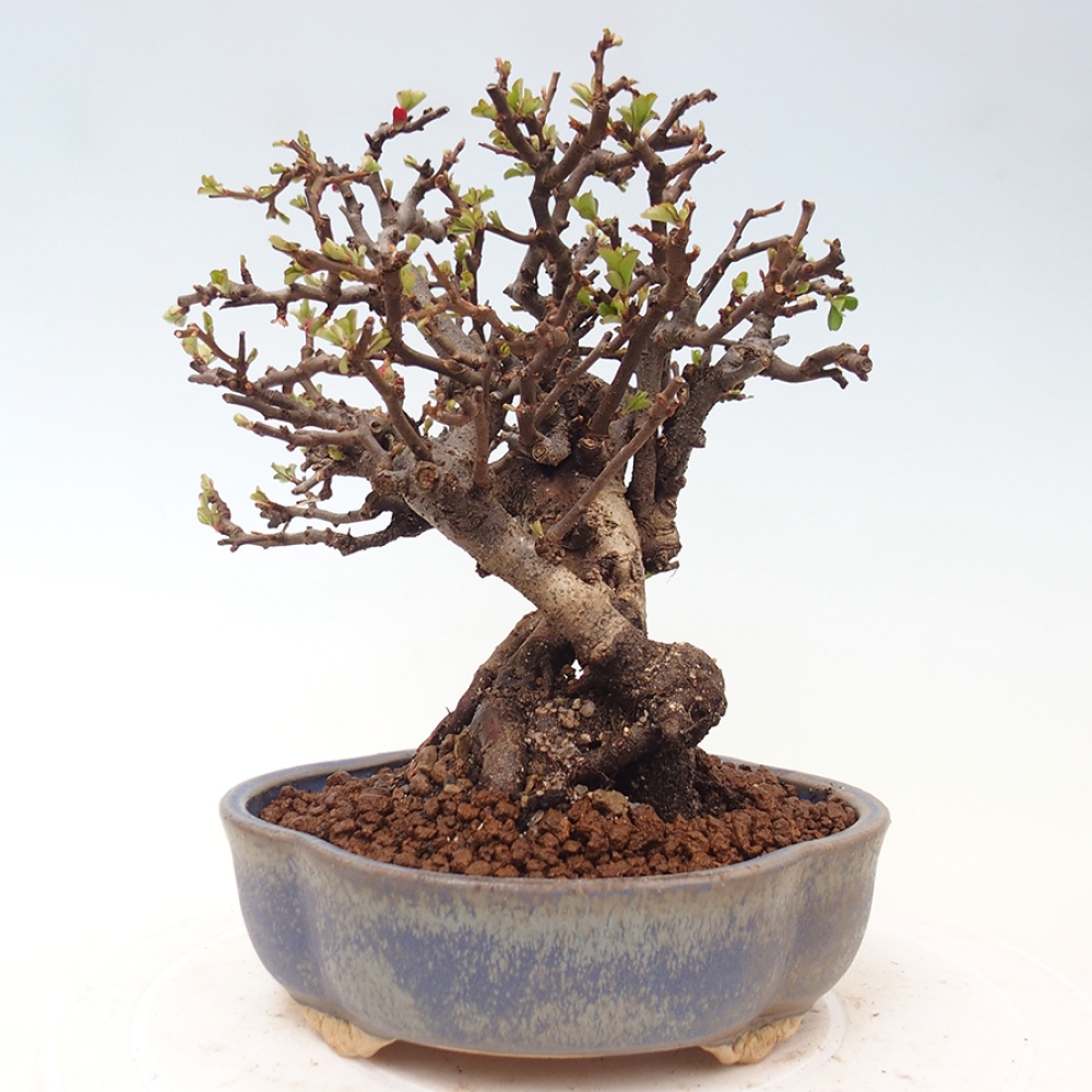 Kültéri bonsai - Chaneomeles speciosa - birs