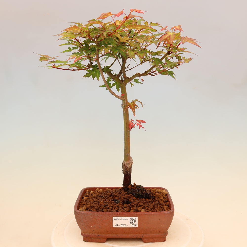 Juhar - Acer palmatum Beni Tsukasa