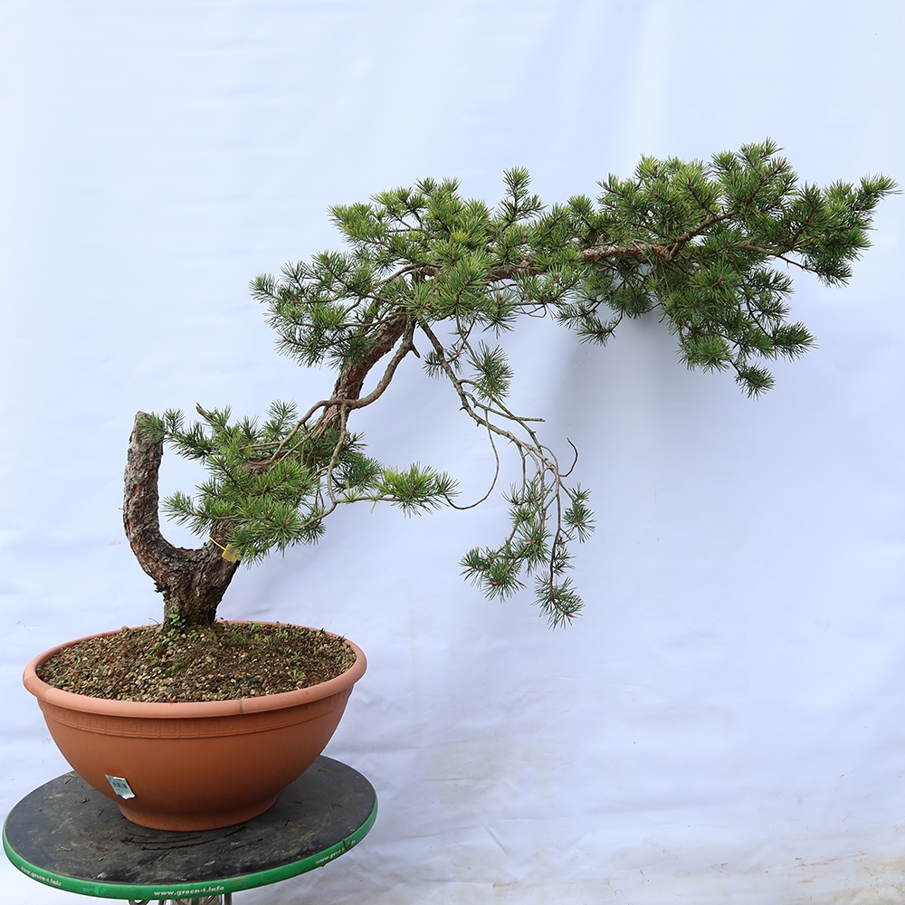 Pinus sylvestris Spanyolország – erdei fenyő