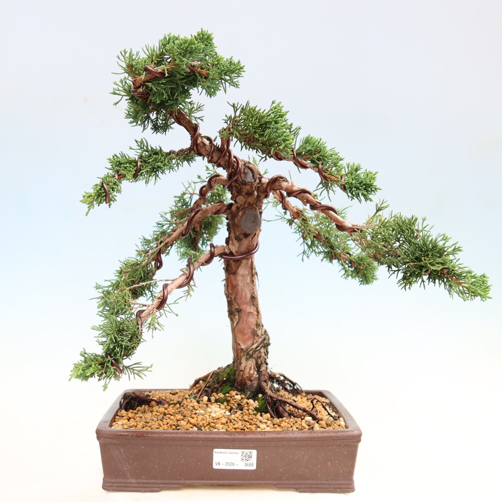 Kültéri bonsai - Juniperus chinensis Kishu