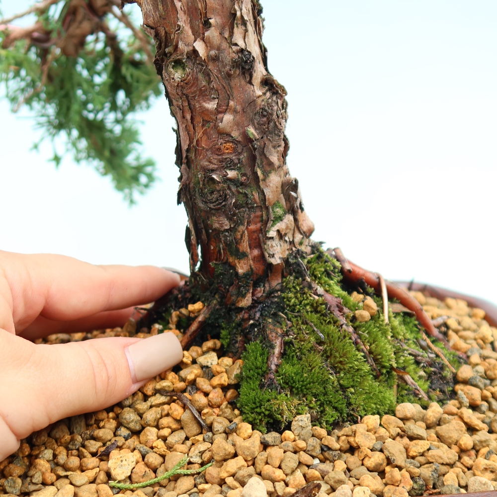 Kültéri bonsai - Juniperus chinensis Kishu