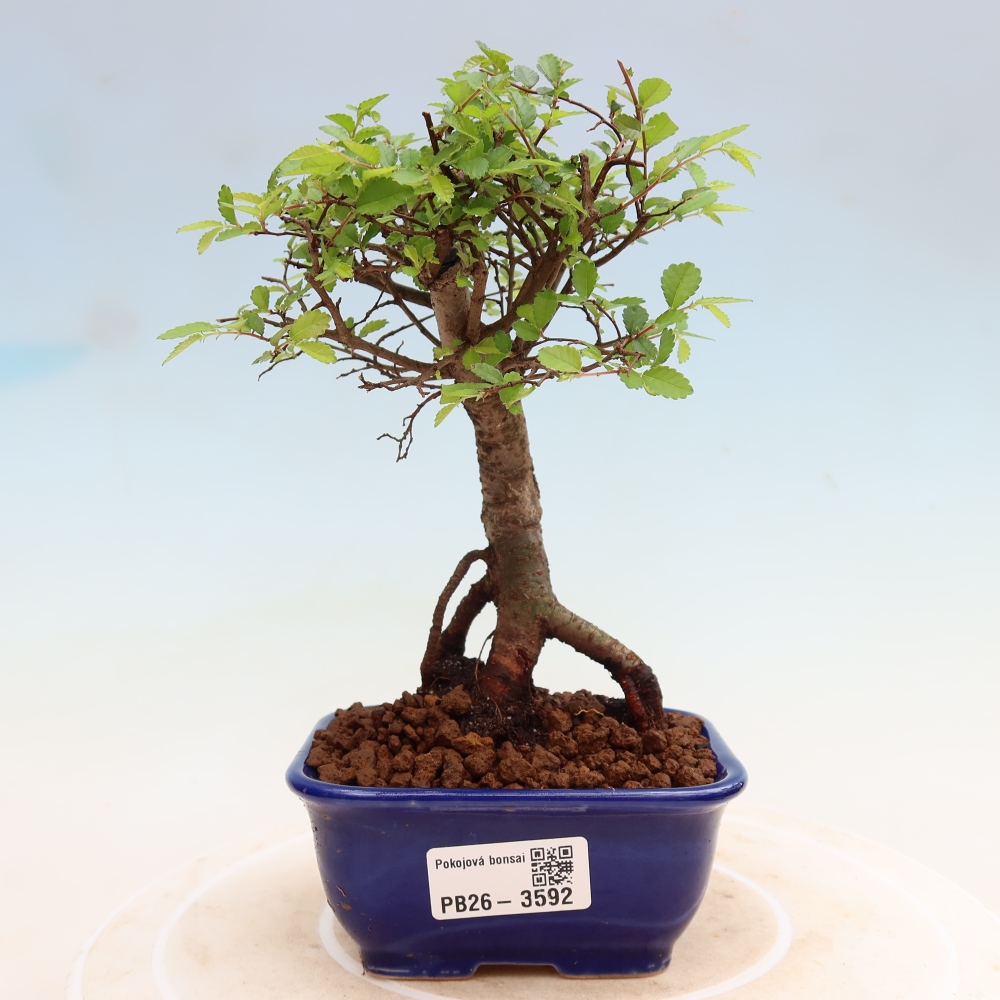 Szobai bonsai - Ulmus parvifolia - Kislevelű szilfa