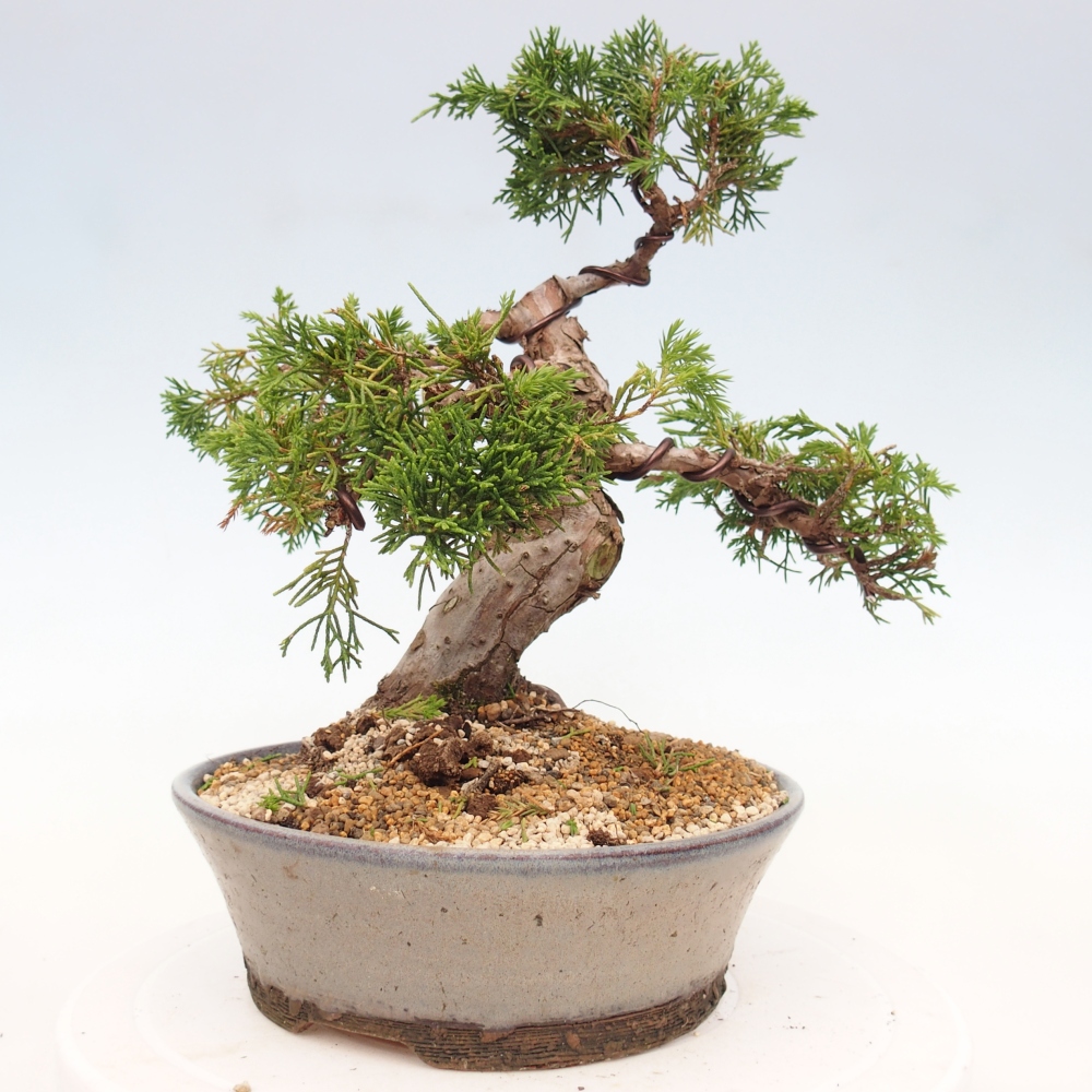 Kültéri bonsai - Juniperus chinensis Itoigawa