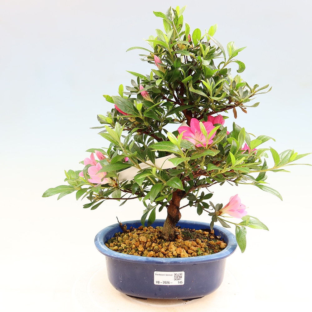Kültéri bonsai - Japán azálea - Azalea Reiko