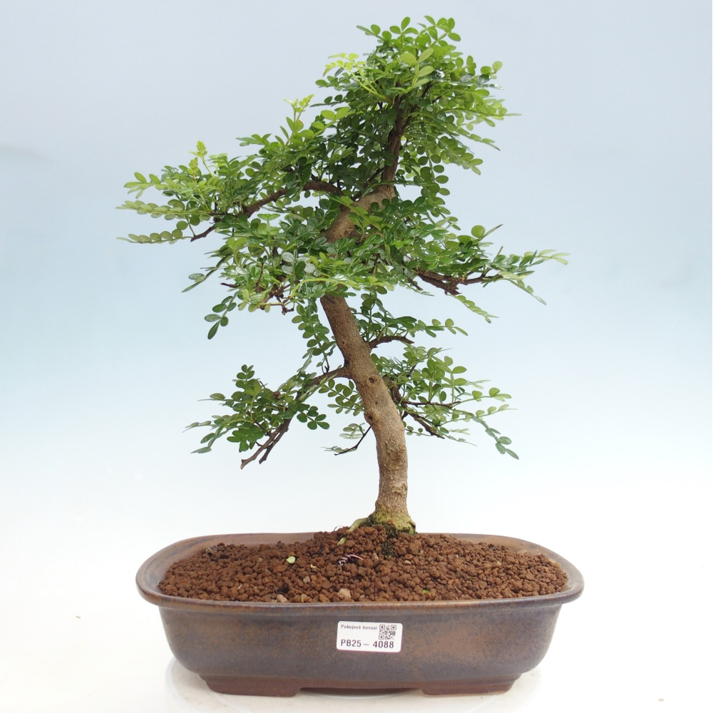 Szobai bonsai - Zantoxylum piperitum - borsfa