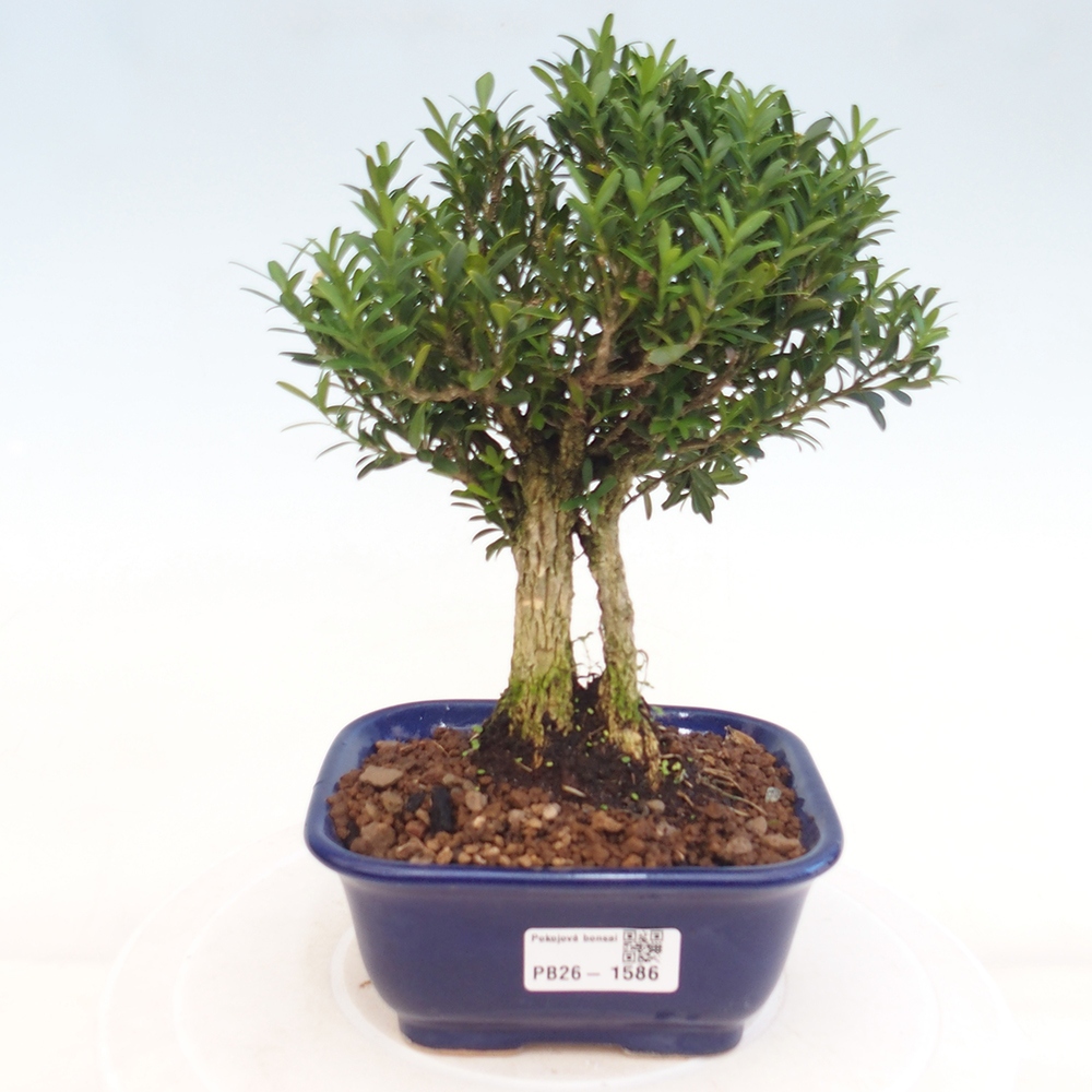 Szobai bonsai - Buxus harlandii - parafa buxus