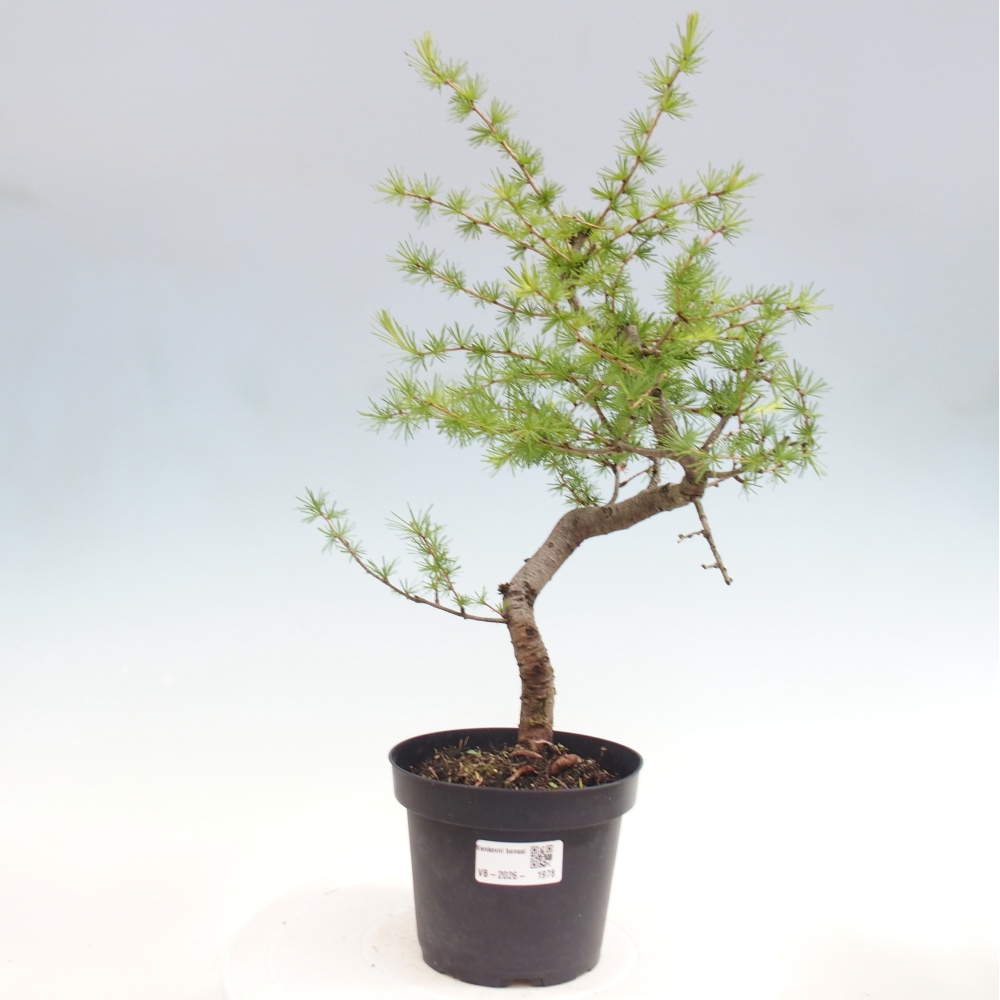 Kültéri bonsai - Larix decidua - vörösfenyő