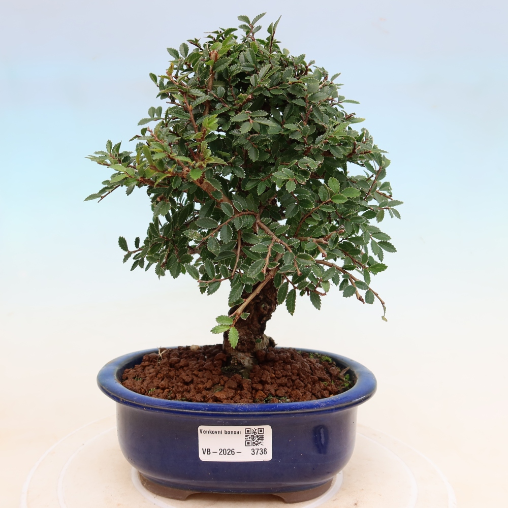 Kültéri bonsai - Zelkova - Zelkova NIRE