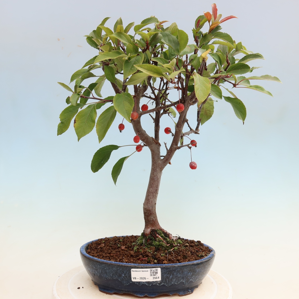Kültéri bonsai -Malus domestica - Kis gyümölcsű piros levelű almafa
