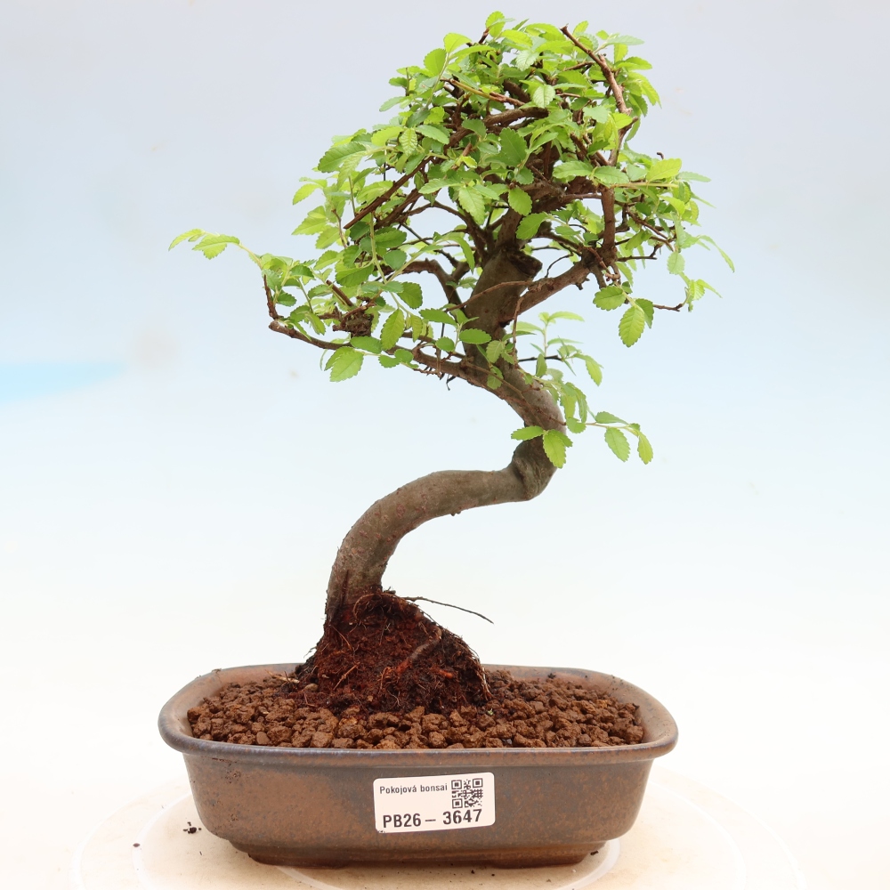 Szobai bonsai - Ulmus parvifolia - Kislevelű szilfa