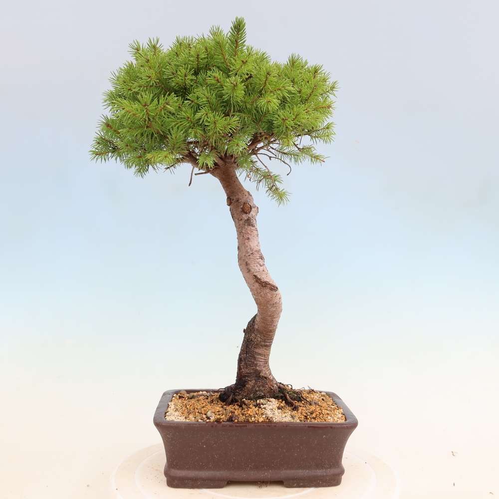 Kültéri bonsai - lucfenyő - Picea glauca globe