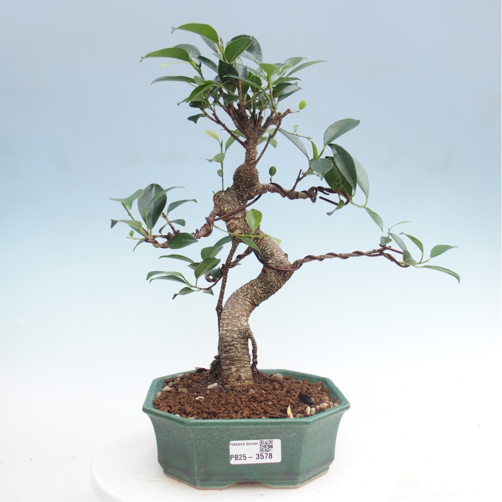 Szobai bonsai - Ficus retusa - kislevelű fikusz
