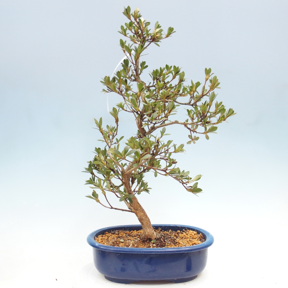 Kültéri bonsai - Japán azálea - Azálea Yoko