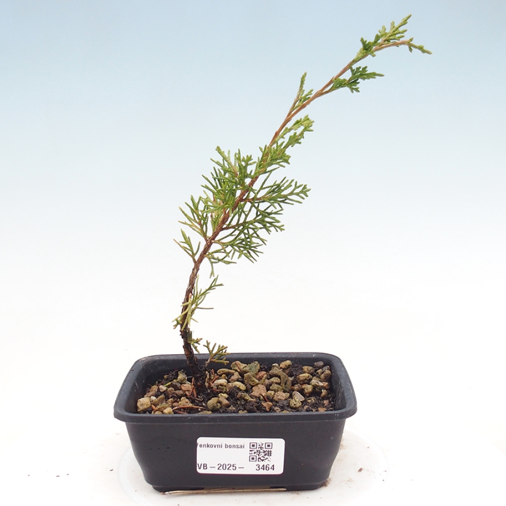 Kültéri bonsai - Juniperus chinensis Itoigawa