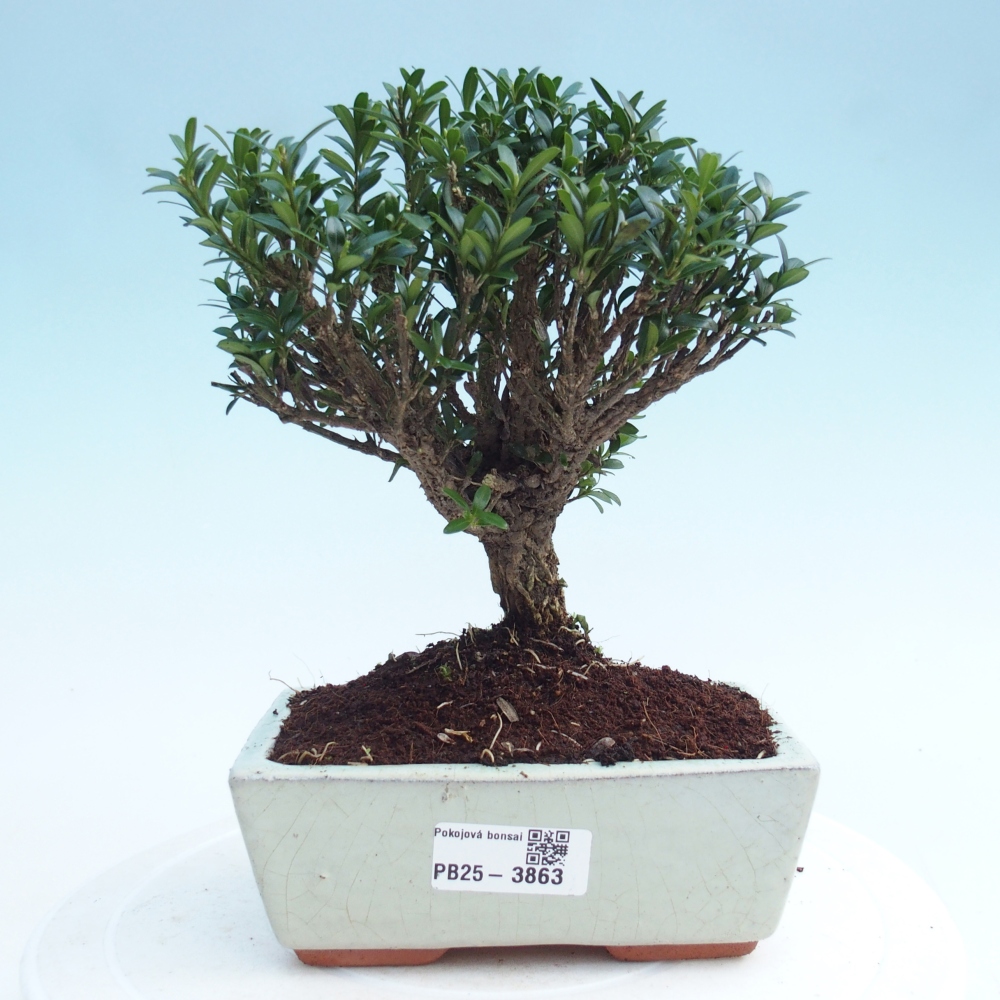 Szobai bonsai - Buxus harlandii - parafa buxus