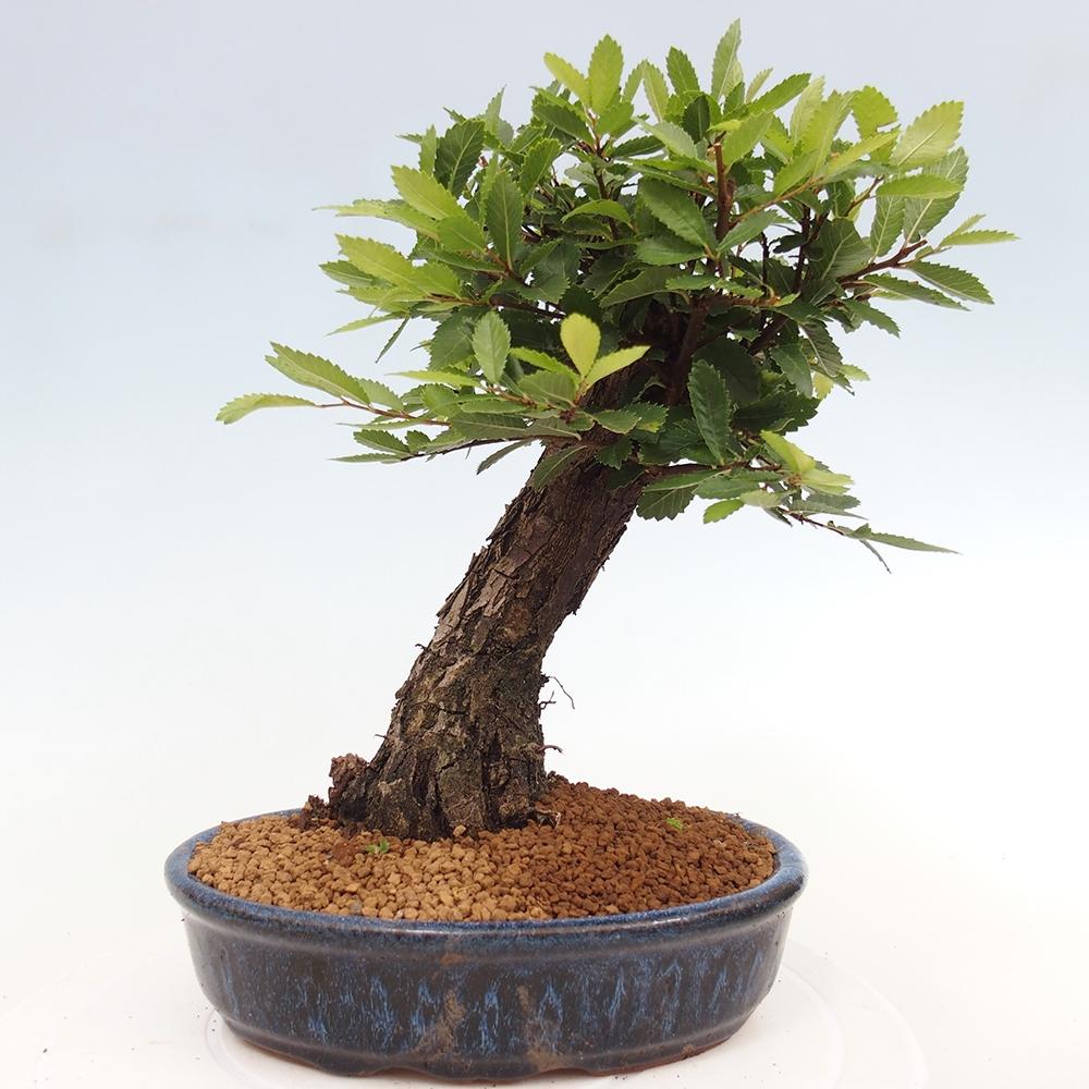 Kültéri bonsai - Zelkova - Zelkova NIRE