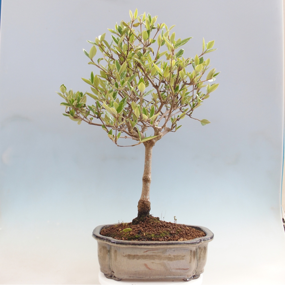 Kültéri bonsai-Kalina Bodnanská - Viburum carlesii hemsi - csak személyes átvétel vagy raklapos szállítás