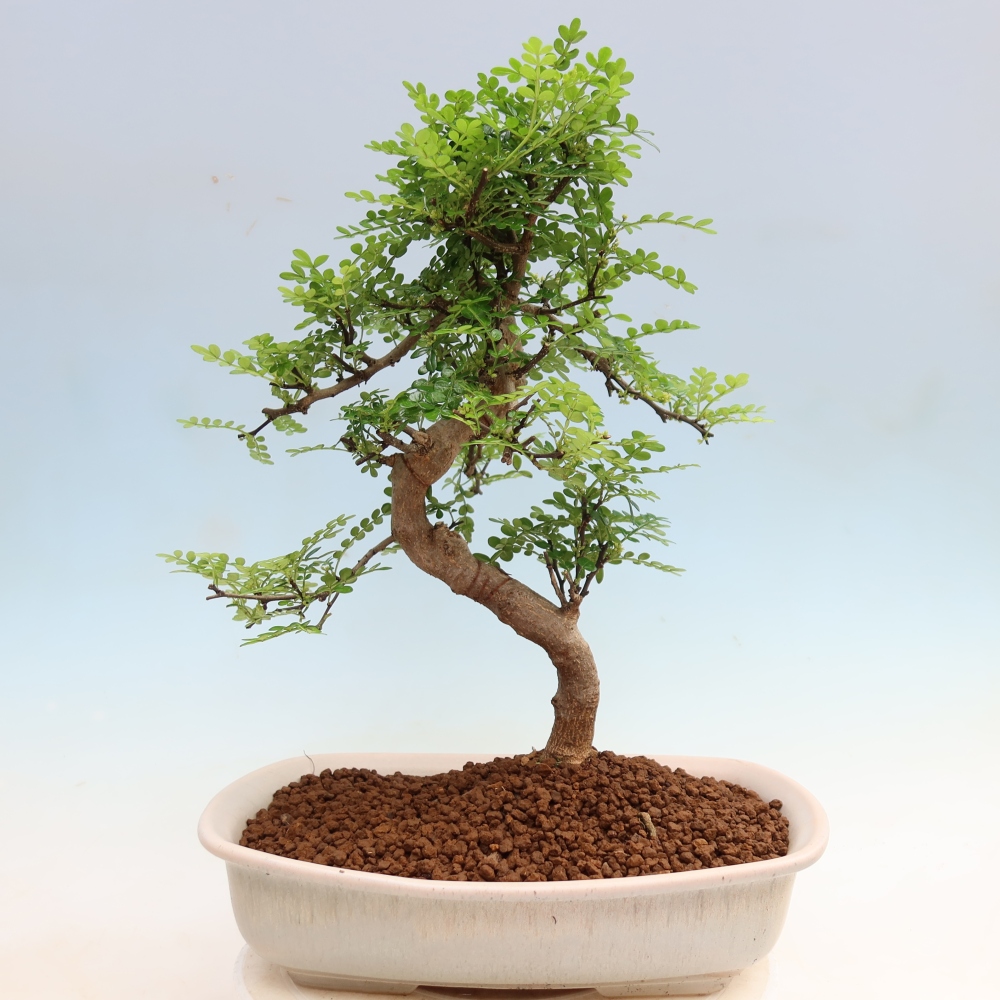 Szobai bonsai - Zantoxylum piperitum - borsfa