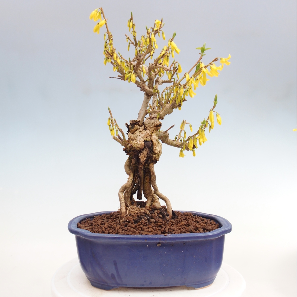 Kültéri bonsai - Zlatice - Forsythia koreana