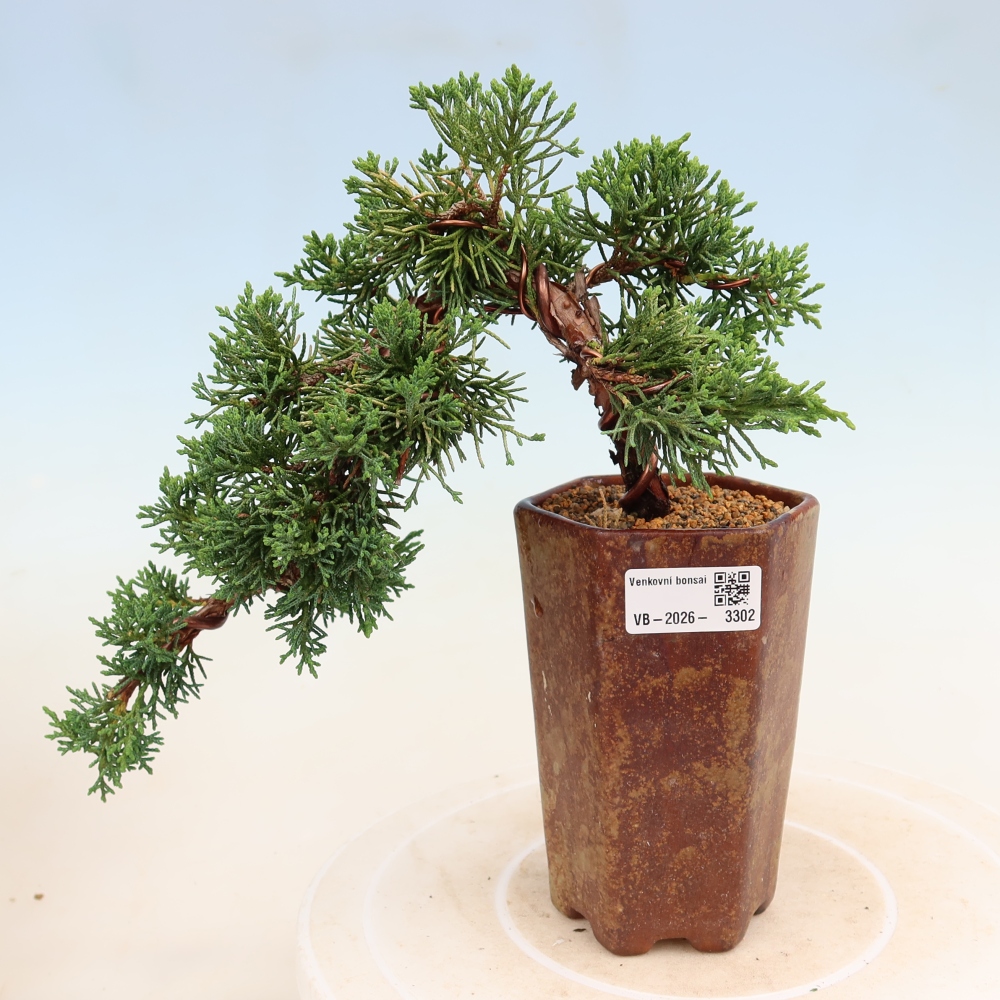 Kültéri bonsai - Juniperus chinensis Kishu