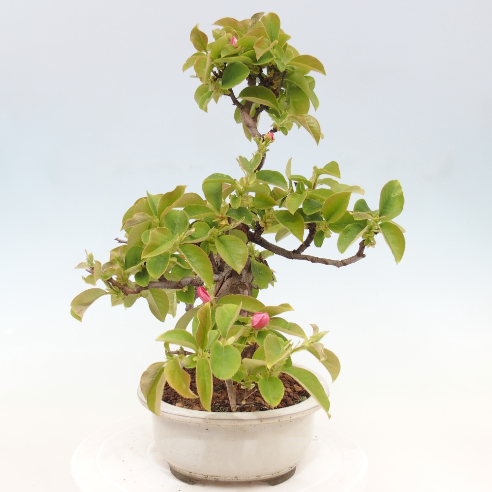 Kültéri bonsai - Pseudocydonia sinensis - kínai birs