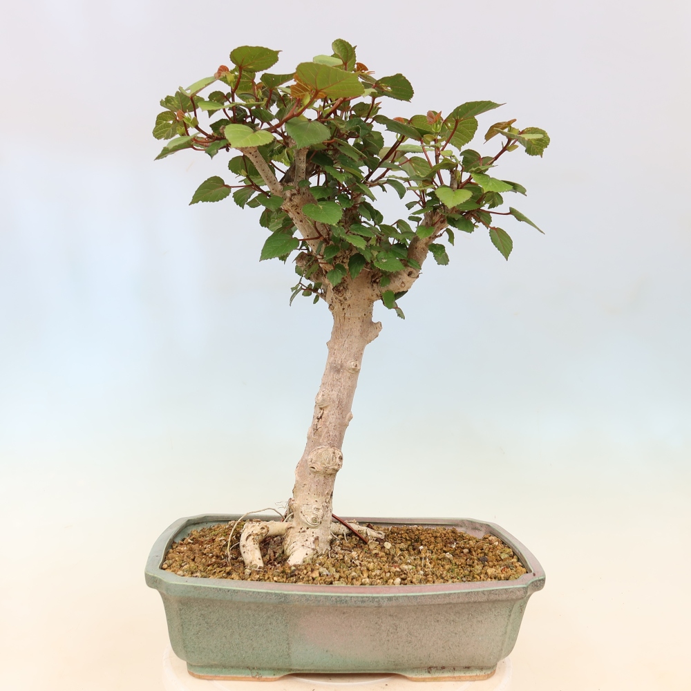 Beltéri bonsai - Hibiscus tiliaceus - tengeri hibiszkusz