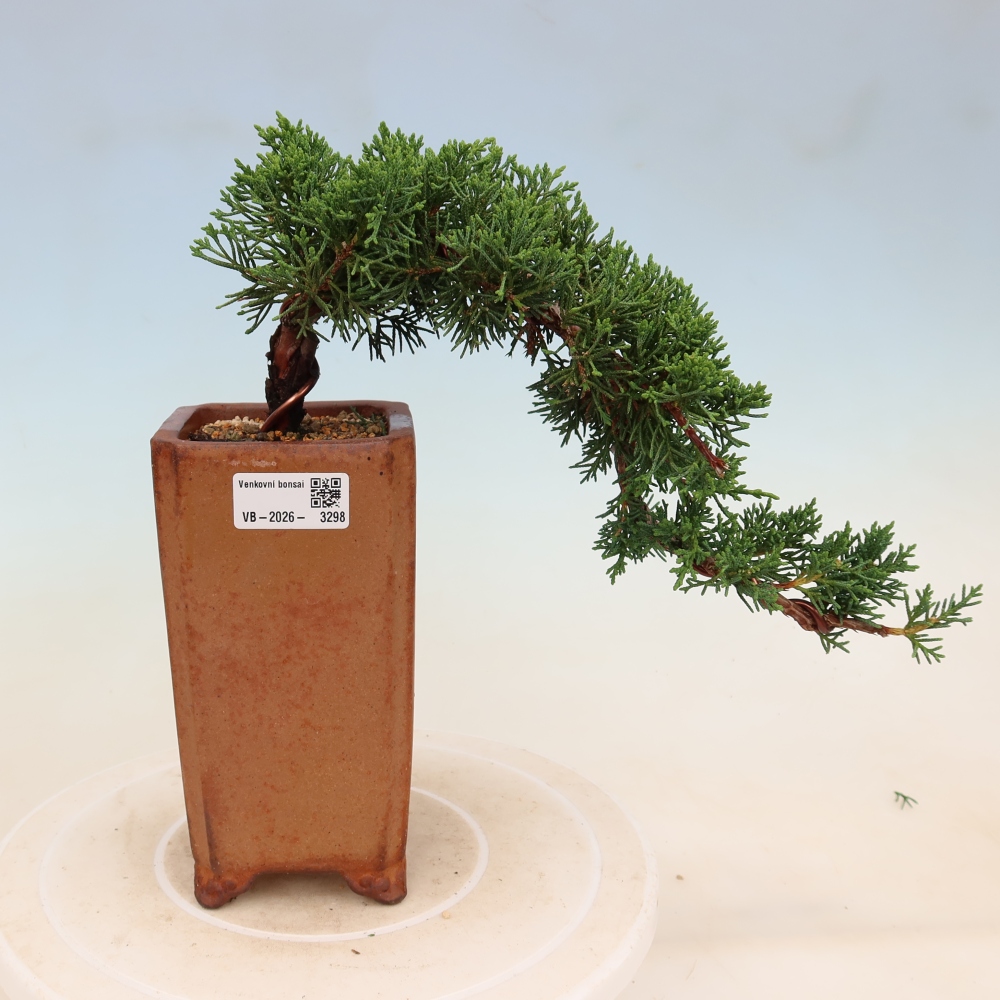 Kültéri bonsai - Juniperus chinensis Kishu