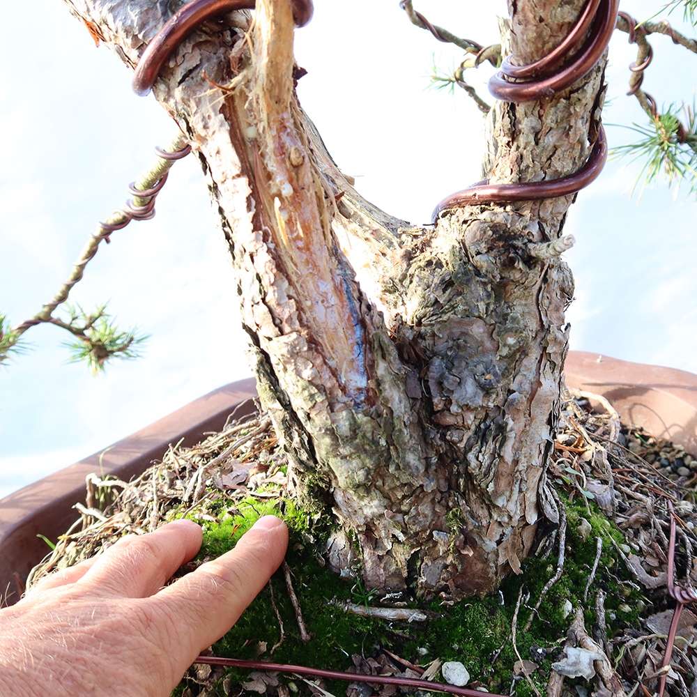 Pinus sylvestris Spanyolország – erdei fenyő