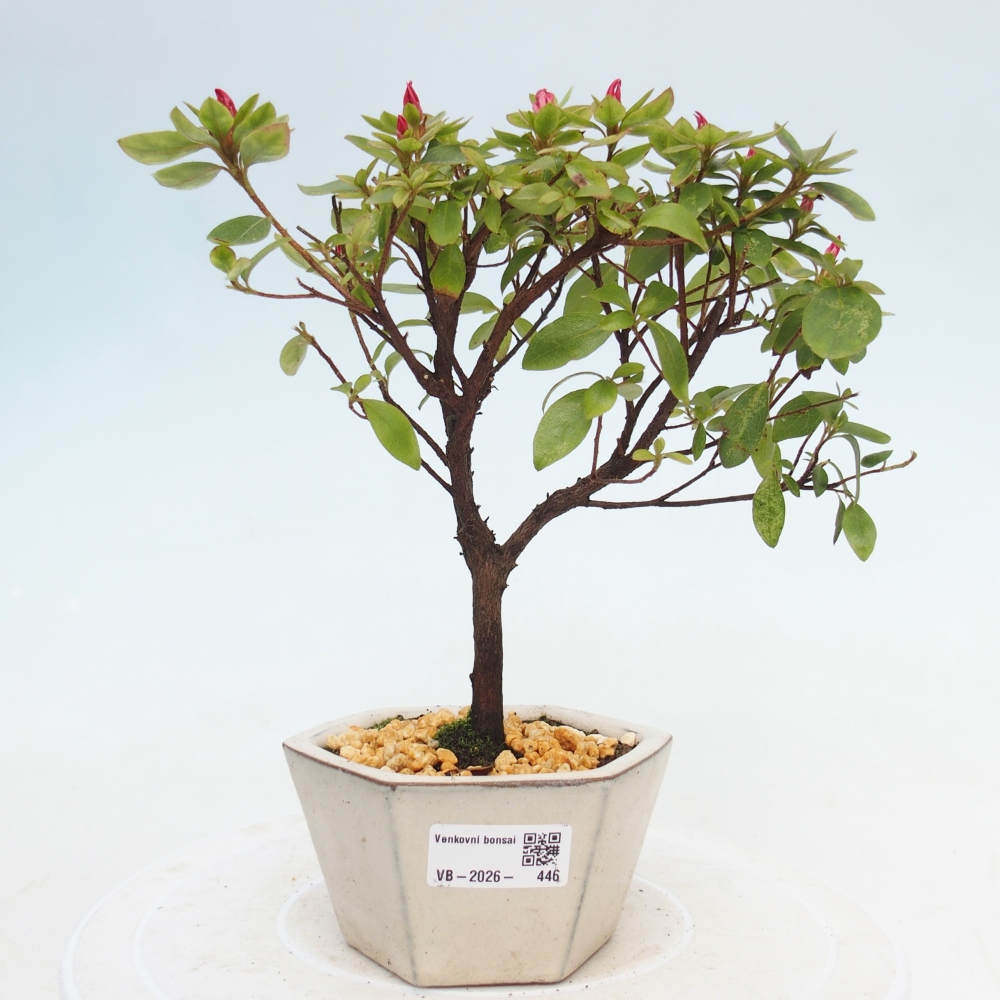 Kültéri bonsai - japán azálea - Azalea sp.