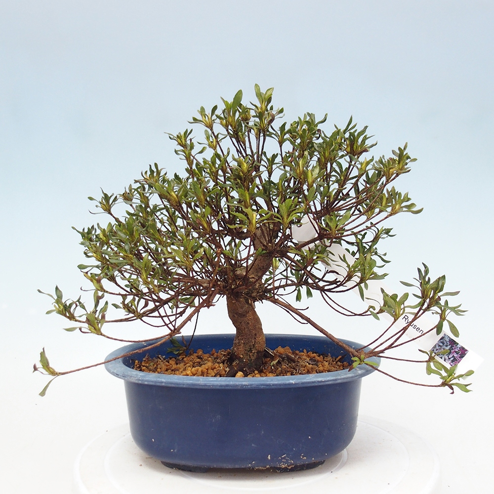 Kültéri bonsai - Japán azálea - Azalea Ryusen