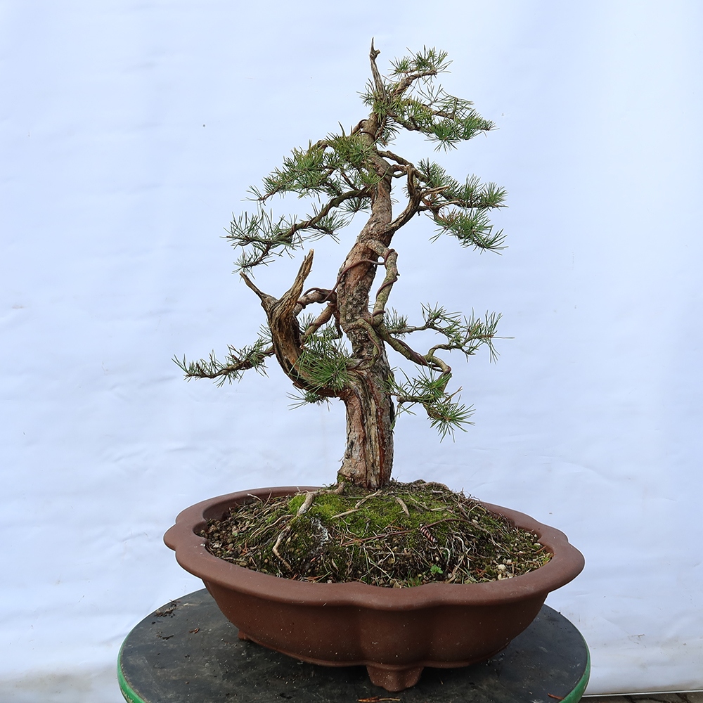 Pinus sylvestris Spanyolország – erdei fenyő