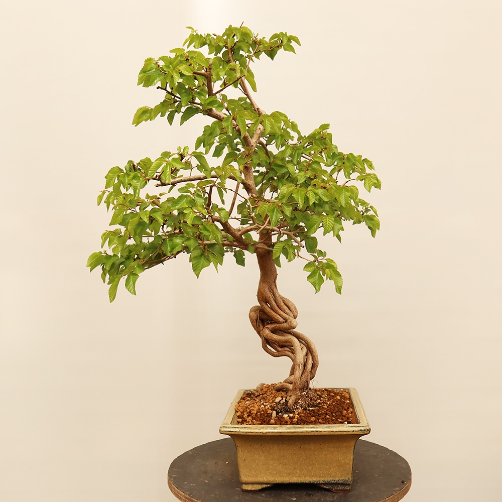 Kültéri bonsai -Carpinus Coreana - Koreai gyertyánfa