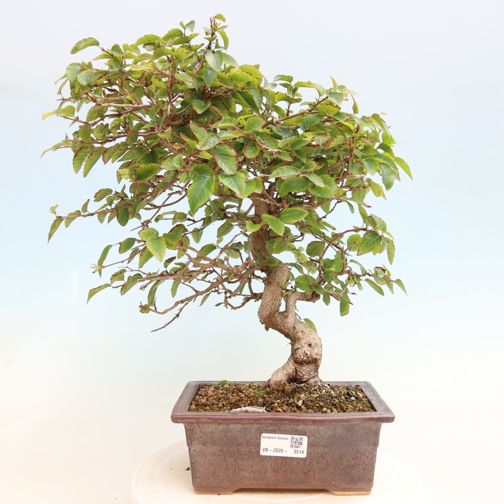 Kültéri bonsai -Carpinus CARPINOIDES - Koreai gyertyánfa